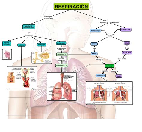 SISTEMA RESPIRATORIO: sistema respiratorio
