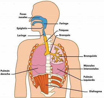Sistema Respiratorio y Partes del Aparato Respiratorio con Imagenes