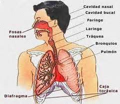 Sistemas de organos respiratorios   EcuRed