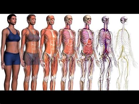 Sistemas del cuerpo humano   Biología   YouTube