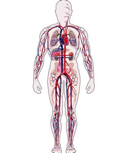 Sistemas del cuerpo humano: Sistema Circulatorio