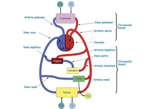 Sistemas del cuerpo humano: Sistema Circulatorio ...