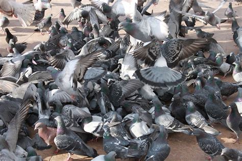 Sistemas para erradicar una plaga de aves » NovaBuxos