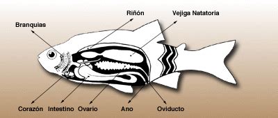 sistemas reproductores de los vertebrados: sistema reproductivo en peces