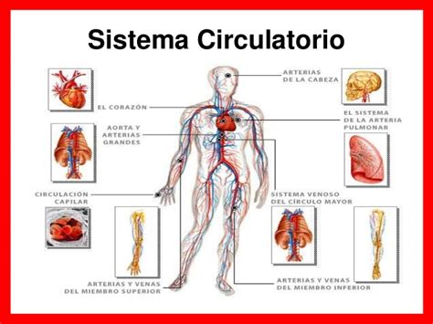 Sistemas Reproductores y Sistema Circulatorio