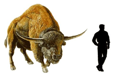 Size of extinct Pleistocene Bison latifrons compared to a human ...