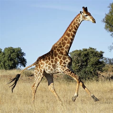 【JIRAFA】 Giraffa Camelopardalis | 2020
