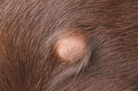 Skin Diseases in Dogs   Symptoms, Types and Treatment