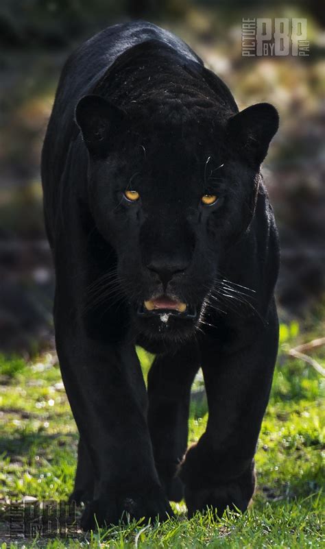 ˚King of the Amazon s   Jaguar  Panthera onca  | Wild Cat ...