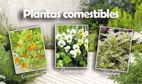 “Kit” de ensalada de plantas comestibles, en Tuinen.es
