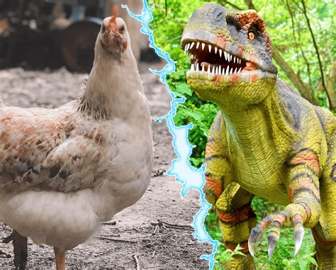 “La gallina è un dinosauro!”. Sarà vero? – Query Online