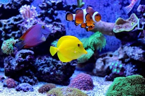 La Guía de Cuidado Definitivo del Pez Payaso: ¿Es Nemo el pez para ti ...
