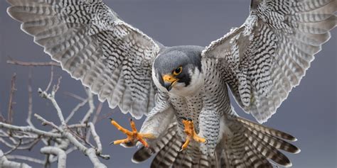 Slechtvalk   Falco Peregrinus