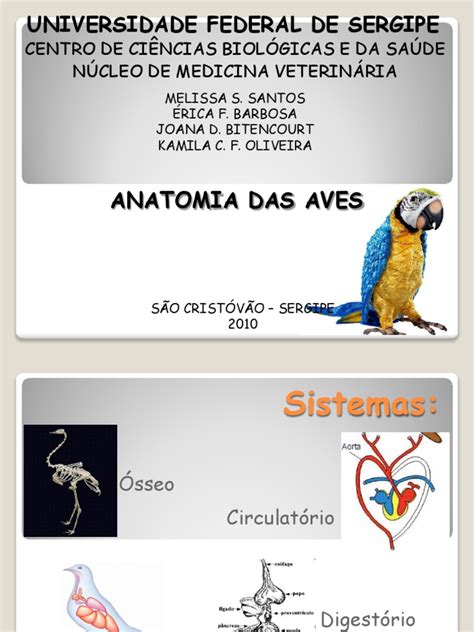 Slide de Anatomia Das Aves | Sistema Circulatório | Aves