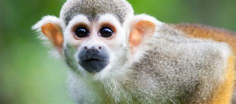 ‘Lluvia de monos’: el espectáculo natural en la Estación Biológica Los ...