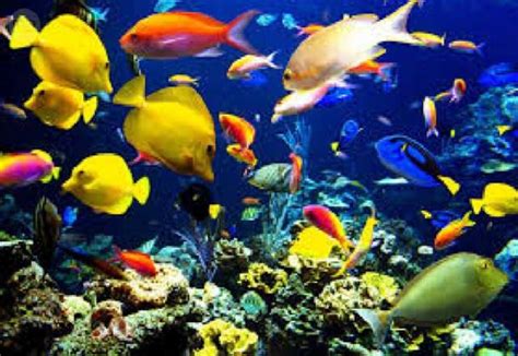 Los peces de colores más populares   Tu tienda de acuarios