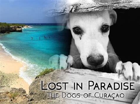 ‘Lost in Paradise: The Dogs of Curaçao’ morgen in première ...