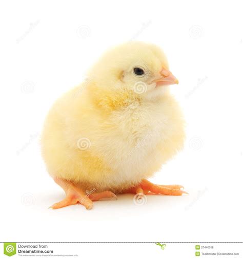 Small Chicken Royalty Free Stock Photos   Image: 27440018