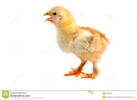 Small Chicken Stock Images   Image: 5303684