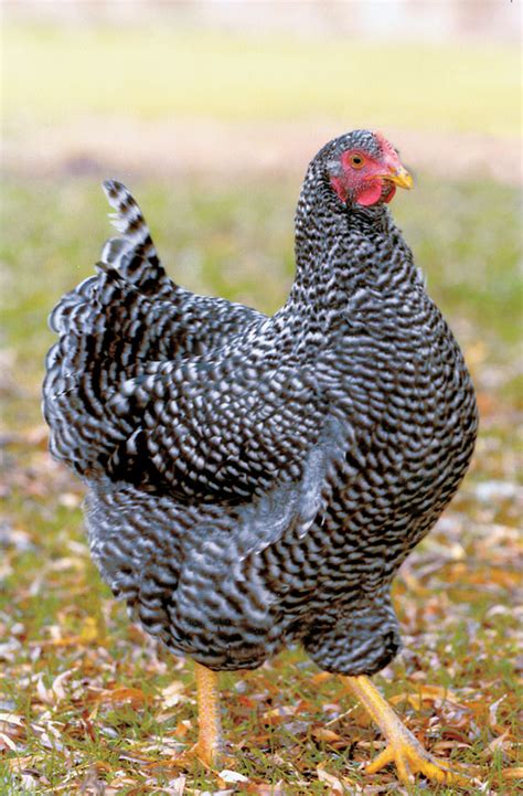Small Farm Sustainable Living: Chicken Breeds Common in ...