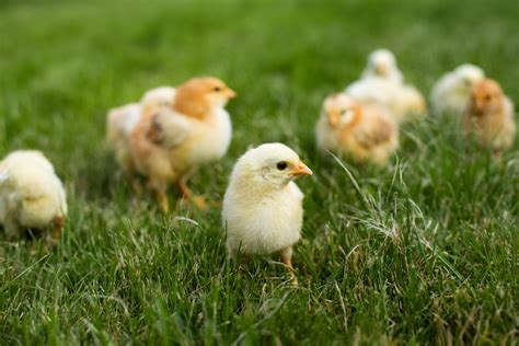 Small Order Chickens | Purely Poultry