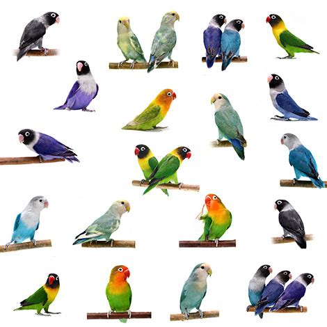 Small Parrots | The Different Types of Parrot | Parrots ...