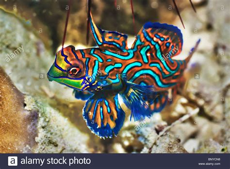 Small tropical fish Mandarinfish close up. Sipadan ...