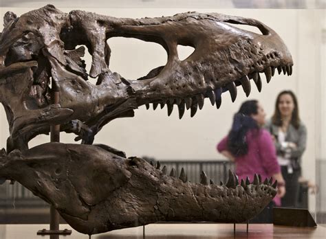 Smithsonian finally gets its Tyrannosaurus rex fossil ...
