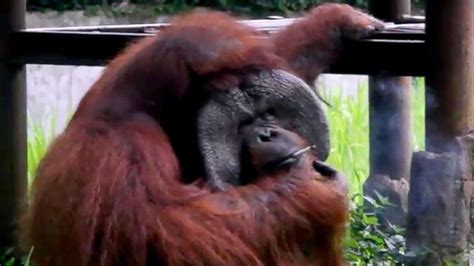 Smoking orangutan video goes viral, draws criticism from ...