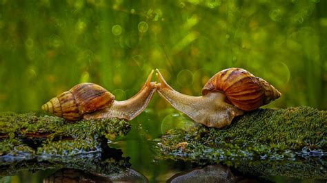 Snails ‘kissing’ in Sambas Regency, Indonesia   Solent ...