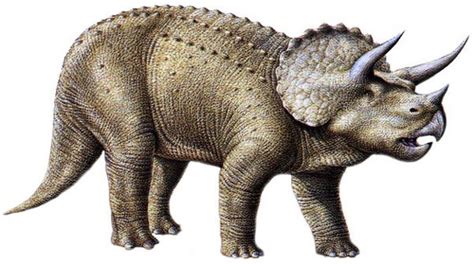 Snarl’s Dino Facts:Triceratops