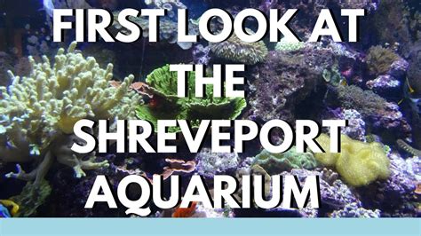 Sneak Peak at the Shreveport Aquarium   YouTube