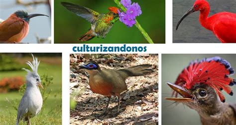 ⇒Nombres de Aves Exóticas del Mundo Fotos y Tipos ...