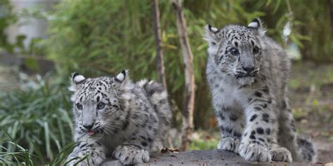 Snow Leopard Cubs Debut At Central Park Zoo  PHOTOS, VIDEO  | HuffPost
