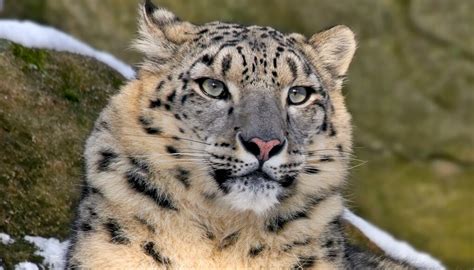 Snow leopard | San Diego Zoo Kids