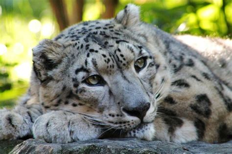 Snow Leopards at the Central Park Zoo