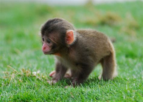 Snow Monkey Babies Born At Highland Wildlife Park In Scotland PHOTOS ...
