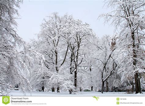 Snow Scene stock image. Image of gray, branches, outdoors ...
