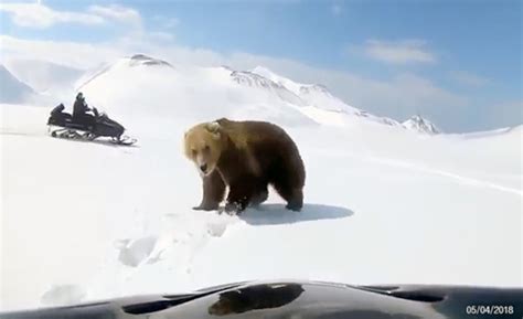 Snowmobilers get unbearably close to beast in outrageous ...