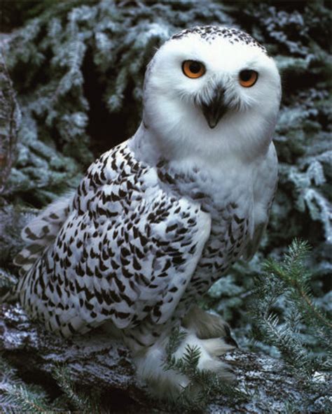 Snowy Owl | Animal Wildlife