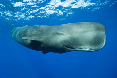 So, It Turns Out Some Whales Have Regional Accents