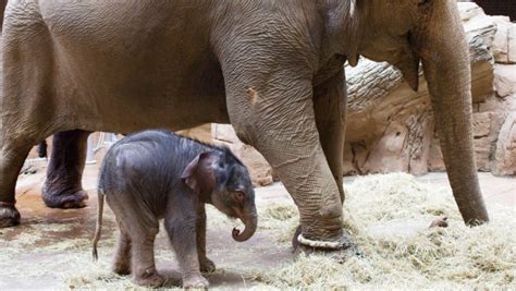 So süß! Elefantenbaby in Leipzig Zoo   erstes Bild ansehen!