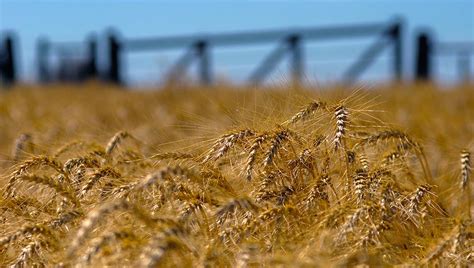 Sobre el fin de la cosecha crece la proyección de producción de trigo a ...