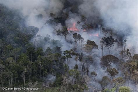 Sobre los incendios forestales en el Amazonas   Greenpeace ...