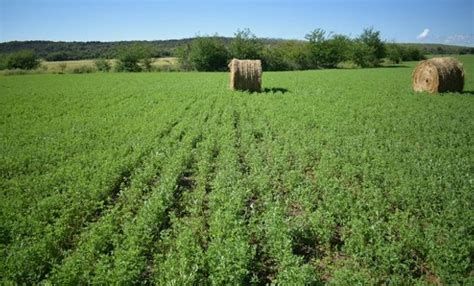 Solicitaron la inscripción de una semilla de alfalfa con mayores ...