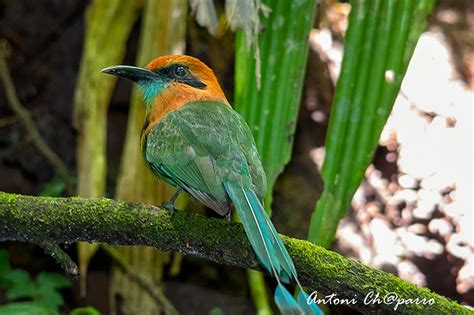 Solsones en Imagenes: Aves de Costa Rica .Pajaro Mamoto, Rufous Motmot ...