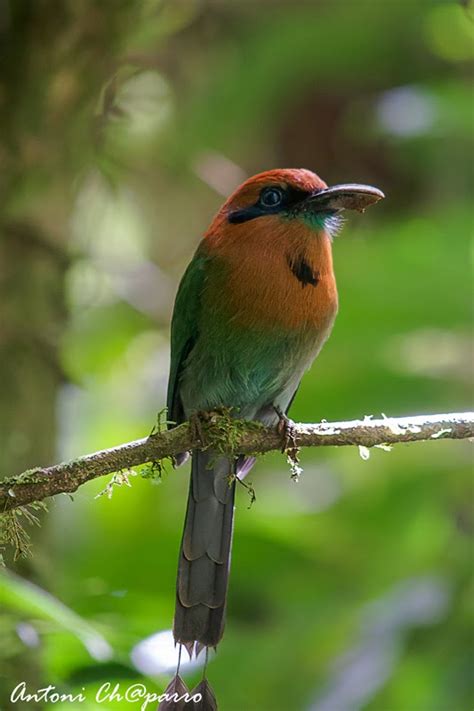 Solsones en Imagenes: Aves de Costa Rica .Pajaro Mamoto, Rufous Motmot ...