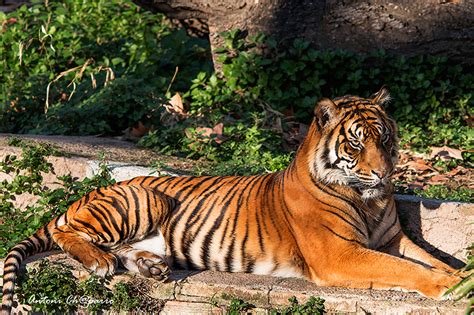 Solsones en Imagenes: Zoo de Barcelona.Tigre de Sumatra