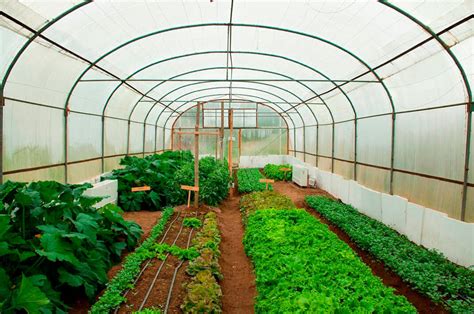 Soluciones sustentables para la climatización de invernaderos y viveros ...