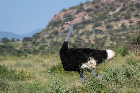 Somali Ostrich | Sean Crane Photography